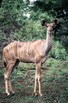 Kudu (Tragelaphus strepsiceros) , Kruger National Park, mpumalanga, south africa