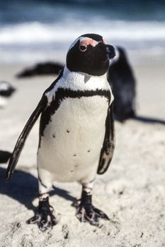 Jackass Penguin (Spheniscus demersus), Simon's Town, Western Cape, South Africa