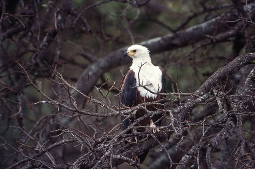 African Fish Eagle (Haliaeetus vocifer), Kruger National Park, Mpumalanga, South Africa