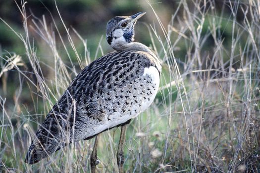 Blackbellied Korhaan (Eupodotis melanogaster), Kruger National Park, Mpumalanga, South Africa