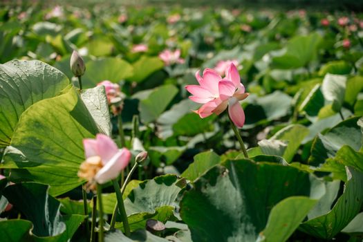 A pink lotus flower sways in the wind, Nelumbo nucifera. Against the background of their green leaves. Lotus field on the lake in natural environment