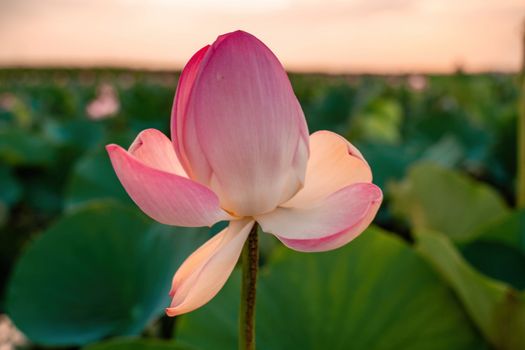 Sunrise in the field of lotuses, Pink lotus Nelumbo nucifera sways in the wind. Against the background of their green leaves. Lotus field on the lake in natural environment