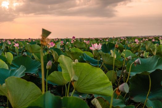 Sunrise in the field of lotuses, Pink lotus Nelumbo nucifera sways in the wind. Against the background of their green leaves. Lotus field on the lake in natural environment