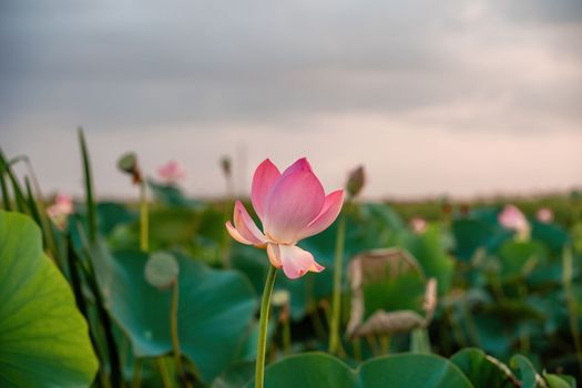 Sunrise in the field of lotuses, Pink lotus Nelumbo nucifera sways in the wind. Against the background of their green leaves. Lotus field on the lake in natural environment