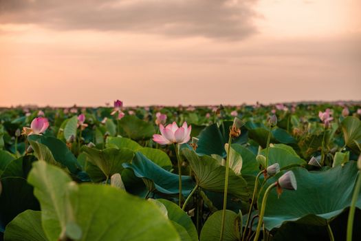 Sunrise in the field of lotuses, Pink lotus Nelumbo nucifera sways in the wind. Against the background of their green leaves. Lotus field on the lake in natural environment