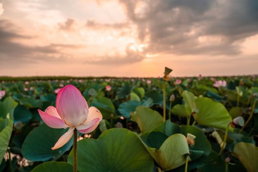 Sunrise in the field of lotuses, Pink lotus Nelumbo nucifera sways in the wind. Against the background of their green leaves. Lotus field on the lake in natural environment