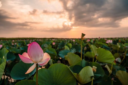 Sunrise in the field of lotuses, Pink lotus Nelumbo nucifera sways in the wind. Against the background of their green leaves. Lotus field on the lake in natural environment