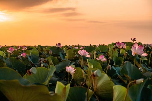 Sunrise in the field of lotuses, Pink lotus Nelumbo nucifera sways in the wind. Against the background of their green leaves. Lotus field on the lake in natural environment