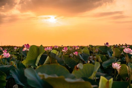 Sunrise in the field of lotuses, Pink lotus Nelumbo nucifera sways in the wind. Against the background of their green leaves. Lotus field on the lake in natural environment