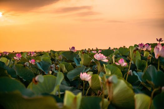 Sunrise in the field of lotuses, Pink lotus Nelumbo nucifera sways in the wind. Against the background of their green leaves. Lotus field on the lake in natural environment