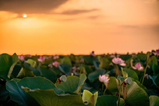 Sunrise in the field of lotuses, Pink lotus Nelumbo nucifera sways in the wind. Against the background of their green leaves. Lotus field on the lake in natural environment