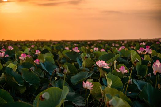 Sunrise in the field of lotuses, Pink lotus Nelumbo nucifera sways in the wind. Against the background of their green leaves. Lotus field on the lake in natural environment