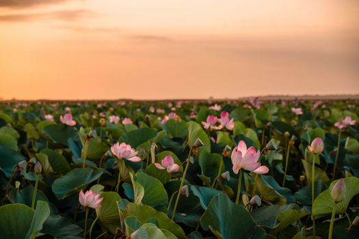 Sunrise in the field of lotuses, Pink lotus Nelumbo nucifera sways in the wind. Against the background of their green leaves. Lotus field on the lake in natural environment