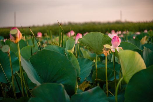 Sunrise in the field of lotuses, Pink lotus Nelumbo nucifera sways in the wind. Against the background of their green leaves. Lotus field on the lake in natural environment