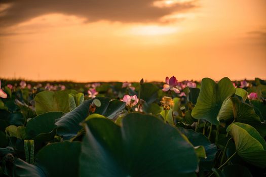 Sunrise in the field of lotuses, Pink lotus Nelumbo nucifera sways in the wind. Against the background of their green leaves. Lotus field on the lake in natural environment