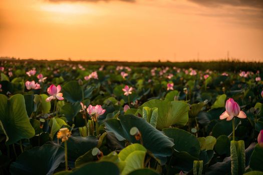 Sunrise in the field of lotuses, Pink lotus Nelumbo nucifera sways in the wind. Against the background of their green leaves. Lotus field on the lake in natural environment