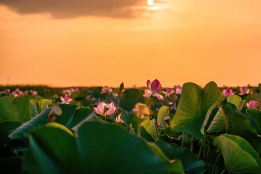 Sunrise in the field of lotuses, Pink lotus Nelumbo nucifera sways in the wind. Against the background of their green leaves. Lotus field on the lake in natural environment