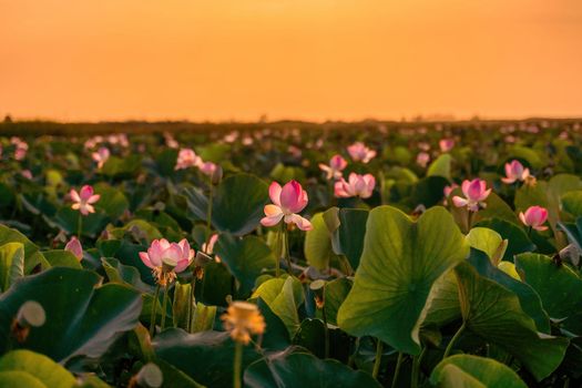 Sunrise in the field of lotuses, Pink lotus Nelumbo nucifera sways in the wind. Against the background of their green leaves. Lotus field on the lake in natural environment