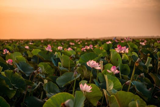 Sunrise in the field of lotuses, Pink lotus Nelumbo nucifera sways in the wind. Against the background of their green leaves. Lotus field on the lake in natural environment