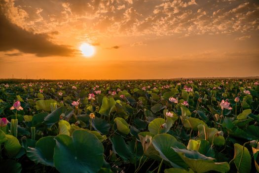 Sunrise in the field of lotuses, Pink lotus Nelumbo nucifera sways in the wind. Against the background of their green leaves. Lotus field on the lake in natural environment