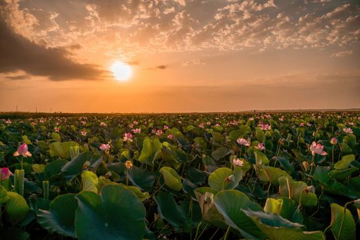 Sunrise in the field of lotuses, Pink lotus Nelumbo nucifera sways in the wind. Against the background of their green leaves. Lotus field on the lake in natural environment