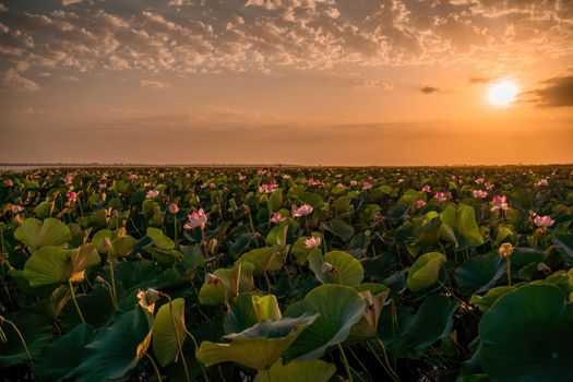 Sunrise in the field of lotuses, Pink lotus Nelumbo nucifera sways in the wind. Against the background of their green leaves. Lotus field on the lake in natural environment