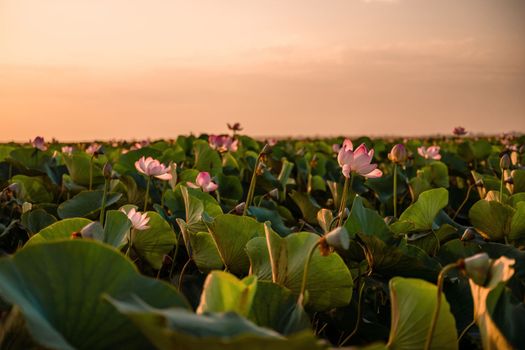 Sunrise in the field of lotuses, Pink lotus Nelumbo nucifera sways in the wind. Against the background of their green leaves. Lotus field on the lake in natural environment