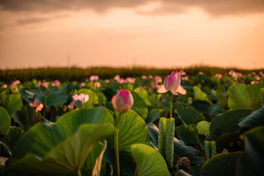 Sunrise in the field of lotuses, Pink lotus Nelumbo nucifera sways in the wind. Against the background of their green leaves. Lotus field on the lake in natural environment