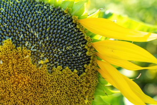 Ripe sunflower with black seeds close-up on the field