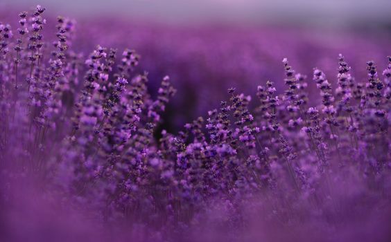 Blooming lavender in a field at sunset in Provence. Fantastic summer mood, floral sunset landscape of meadow lavender flowers. Peaceful bright and relaxing nature scenery