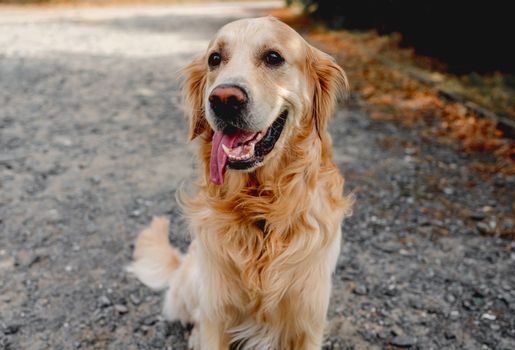Golden retriever dog resting in grass outdoors. Purebred doggy pet labrador lying in nature with tonque out