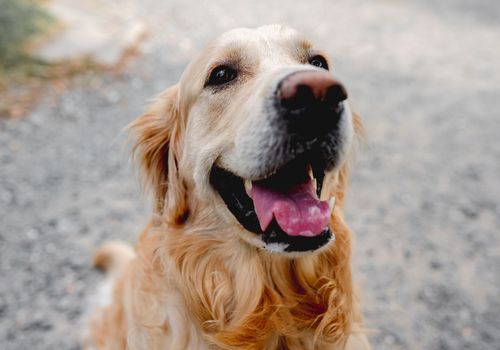 Golden retriever dog sitting at street and looking back. Purebred pet doggy labrador outdoors at city with green grass