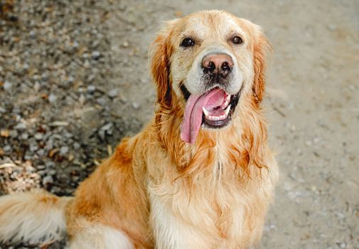 Golden retriever dog resting in grass outdoors. Purebred doggy pet labrador lying in nature with tonque out