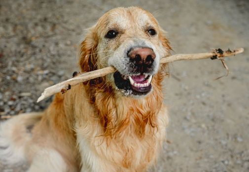 Cute golden retriever dog running with stick in mouth outdoors