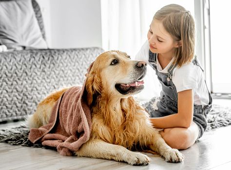 Preteen girl cares about golden retriever dog and cover doggy with blanket on floor. Pretty child kid with pet labrador friend indoors