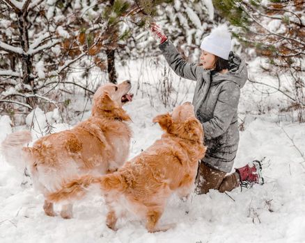 Girl playing with two golden retriever dogs in snow in winter time. Young woman with doggy pet labradors outdoors in cold weather with snowflakes