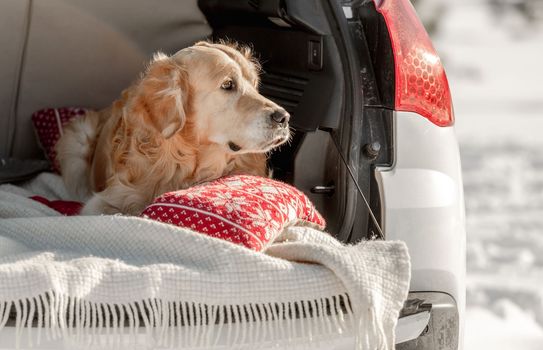 Golden retriever dog lying in car trunk in winter snow time outdoors. Purebred pet doggy in vehicle in cold weather