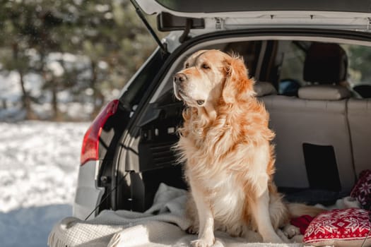 Golden retriever dog sitting in car trunk in winter snow time outdoors and looking back. Purebred pet doggy in vehicle in cold weather