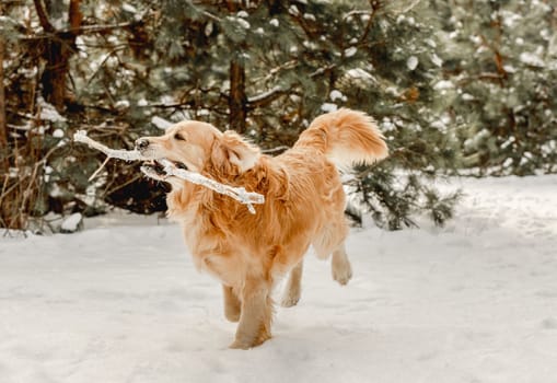 Golden retriever dog in winter time running in snow with tonque out. Cute purebred doggy pet in cold weather outside in forest