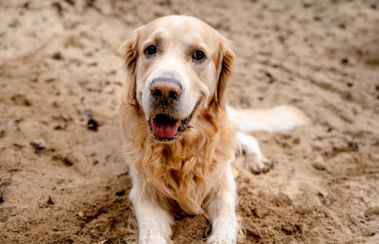 Golden retriever dog resting in grass outdoors. Purebred doggy pet labrador lying in nature with tonque out