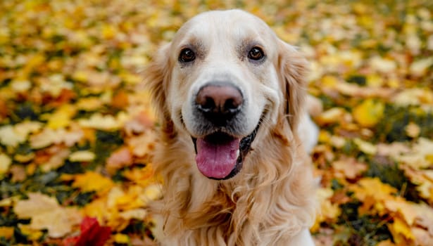 Golden retriever dog resting in autumn Park. Purebred doggy pet labrador lying in nature with tonque out
