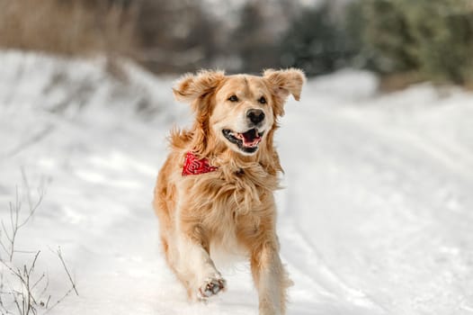 Golden retriever dog walking in winter time in snow. Adorable purebred doggy pet labrador in cold weather at nature