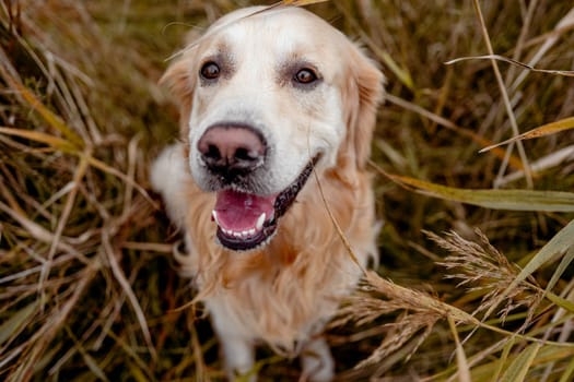 Golden retriever dog resting in grass outdoors. Purebred doggy pet labrador lying in nature with tonque out