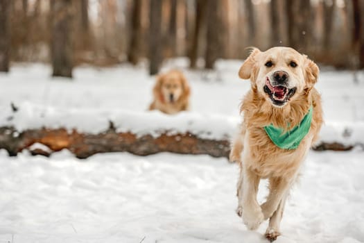 Golden retriever dogs running in winter time in snow playing with each other. Adorable purebred doggy pet labradors in cold weather at nature together