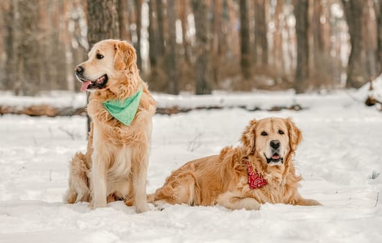 Golden retriever dogs sitting in winter time in snow and enjoying walk together. Adorable purebred doggy pet labradors in cold weather at nature