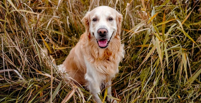 Golden retriever dog resting in grass outdoors. Purebred doggy pet labrador lying in nature with tonque out