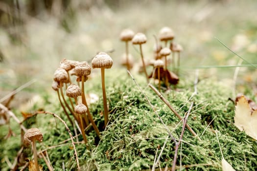 Forest mushrooms in the grass. Inedible mushrooms in the forest
