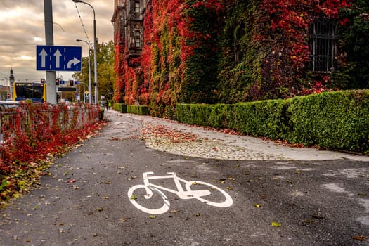 Road for bicycle in autumn with white line and yellow fallen leafs on the road