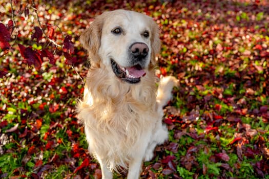 Golden retriever dog resting in autumn Park. Purebred doggy pet labrador lying in nature with tonque out
