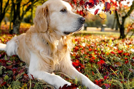 Golden retriever dog resting in autumn Park. Purebred doggy pet labrador lying in nature with tonque out